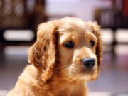 A New Look At Chickens