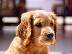 Spot Signs of Distress in Your Fish