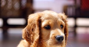 Backyard Birds and Bird Feeders