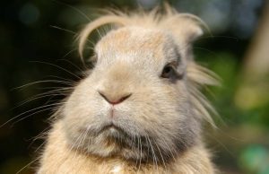 10 Reasons To Love Farm Animals Like Crazy