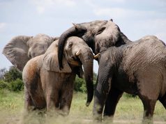 5 Mind Blowing Facts about Fish