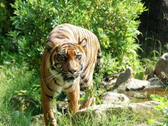 Abandoned Dog Taught Sign Language By Deaf Child