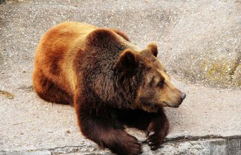 No Longer Need An Act Of Congress For Pets To Ride Trains