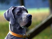 Amazing Facts about the Vampire Squirrel