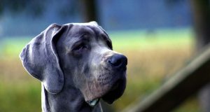 Banning Cats As Pets in the Next 10 Years